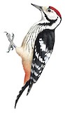 White-backed Woodpecker Illustration