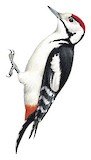 Sind Woodpecker Illustration