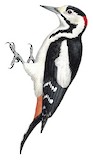 Syrian Woodpecker Illustration