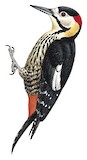 Darjeeling Woodpecker Illustration