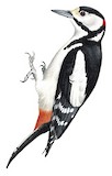 Great Spotted Woodpecker Illustration