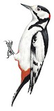 White-winged Woodpecker Illustration