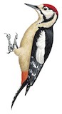 Himalayan Woodpecker Illustration