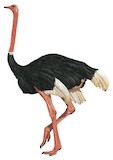 Common Ostrich Illustration