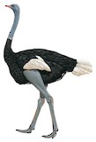 Somali Ostrich Illustration