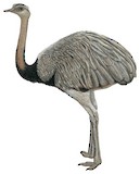 Greater Rhea Illustration