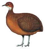 Tawny-breasted Tinamou Illustration