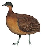 Highland Tinamou Illustration