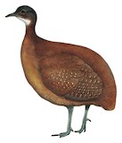 Hooded Tinamou Illustration