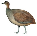 Solitary Tinamou Illustration