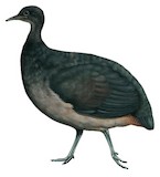 Black Tinamou Illustration