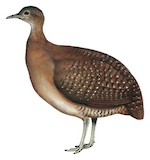 White-throated Tinamou Illustration