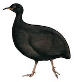 Berlepsch's Tinamou Illustration