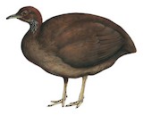 Cinereous Tinamou Illustration