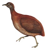 Tepui Tinamou Illustration