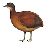 Little Tinamou Illustration