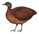 Brown Tinamou Illustration