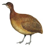 Undulated Tinamou Illustration