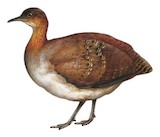 Brazilian Tinamou Illustration