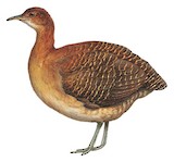 Grey-legged Tinamou Illustration