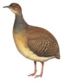 Red-legged Tinamou Illustration