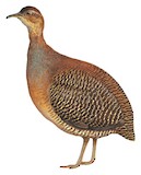 Yellow-legged Tinamou Illustration