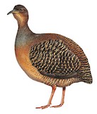 Black-capped Tinamou Illustration