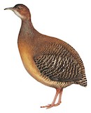 Thicket Tinamou Illustration