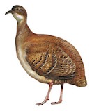 Pale-browed Tinamou Illustration