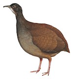 Slaty-breasted Tinamou Illustration