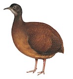 Choco Tinamou Illustration