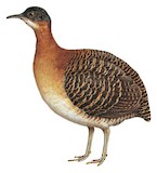 Variegated Tinamou Illustration