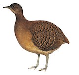 Bartlett's Tinamou Illustration