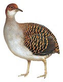 Barred Tinamou Illustration