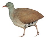 Small-billed Tinamou Illustration