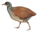 Tataupa Tinamou Illustration