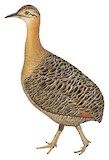 Red-winged Tinamou Illustration