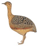 Huayco Tinamou Illustration