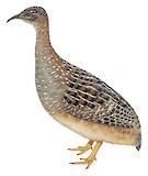 Taczanowski's Tinamou Illustration