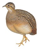 Chilean Tinamou Illustration