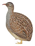 Andean Tinamou Illustration