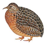 Curve-billed Tinamou Illustration