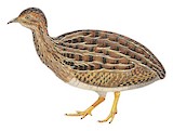 White-bellied Nothura Illustration