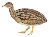 White-bellied Nothura Illustration