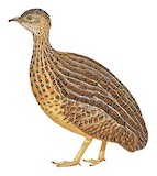 Darwin's Nothura Illustration