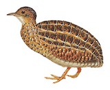 Dwarf Tinamou Illustration