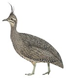 Elegant Crested Tinamou Illustration