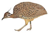 Quebracho Crested Tinamou Illustration