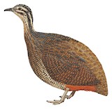 Puna Tinamou Illustration