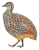 Patagonian Tinamou Illustration